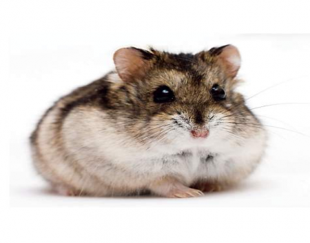 25 Fun Facts About Hamsters