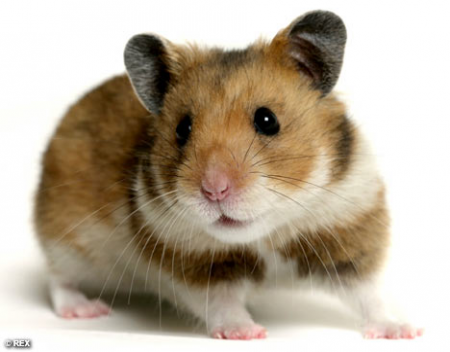 Choose a Healthy Hamster
